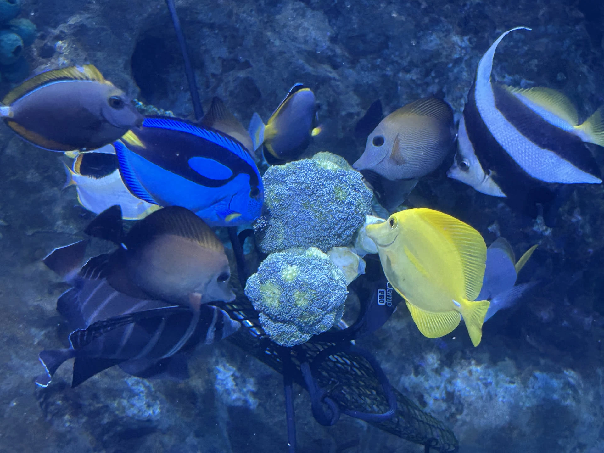 Image of various fish crowding around a head of broccoli flating in a tank.